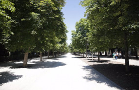 ep archivo   imagen de recurso del un paseo con arboles y vegetacion