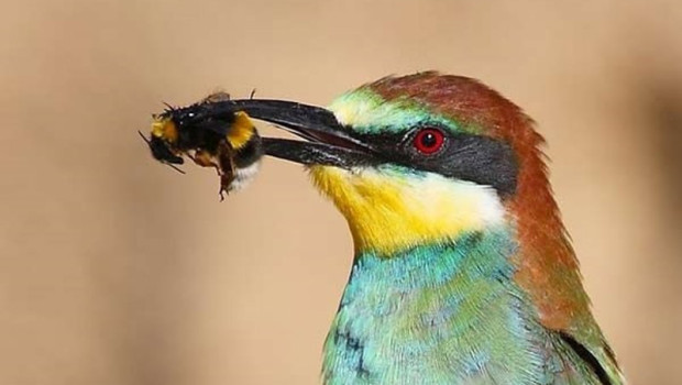 ep archivo   un abejaruco con una abeja en el pico