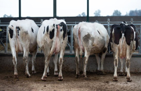 ep archivo   varias vacas lecheras de la raza bovina frisona comen pienso y cereales en las