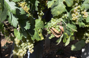 ep archivo   vendimia y carga de uvas en contenedor en una de las vinas que abastecen a la bodega