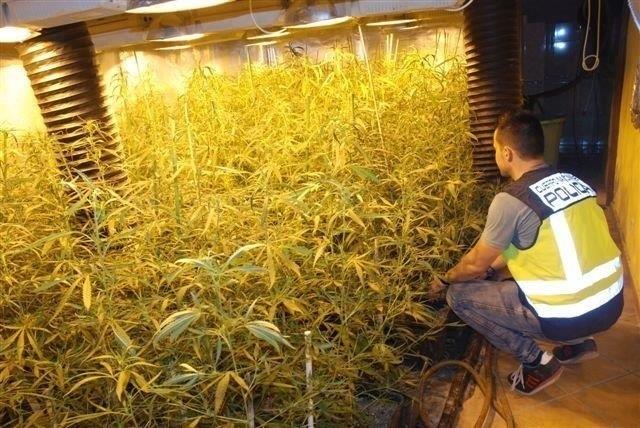 ep cultivo hidroponicomarihuana