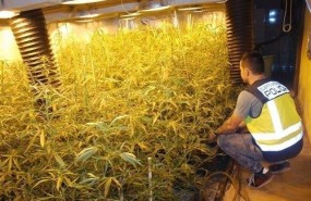 ep cultivo hidroponicomarihuana