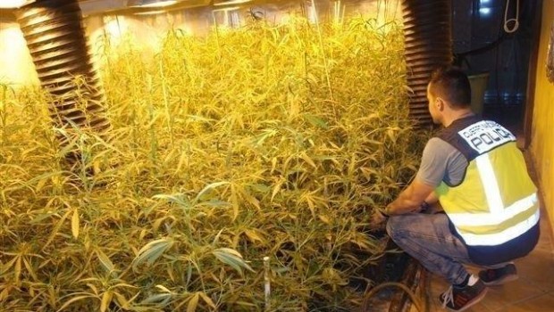 ep cultivo hidroponicomarihuana