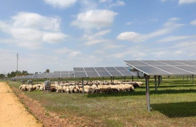 ep ingeteam colabora con pastores locales para el mantenimiento de sus plantas fotovoltaicas