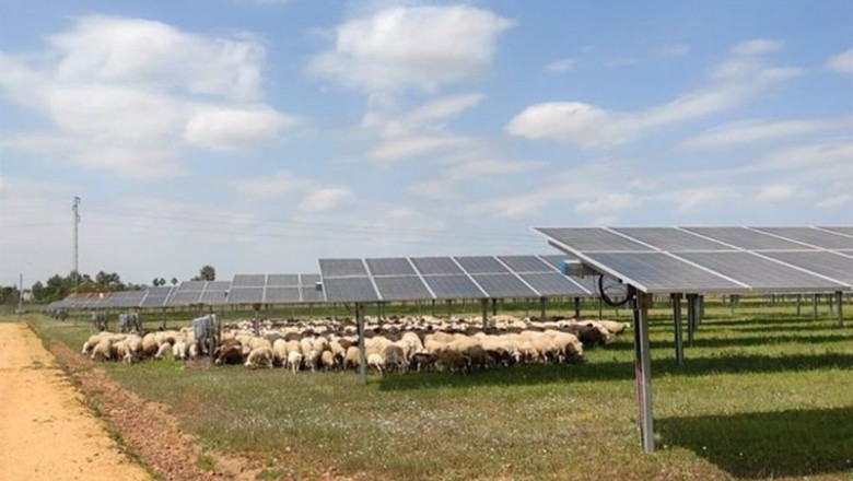 ep ingeteam colabora con pastores locales para el mantenimiento de sus plantas fotovoltaicas ep ingeteam colabora con pastores locales para el mantenimiento de sus plantas fotovoltaicas