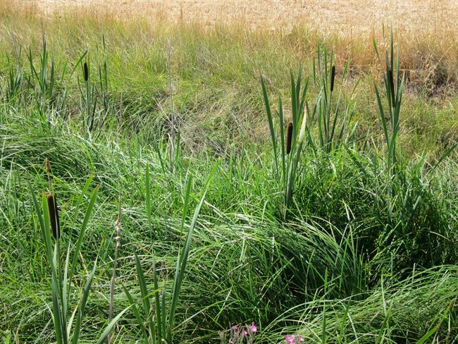 ep juncos vegetacionhumedales