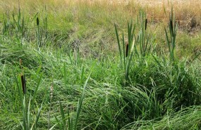 ep juncos vegetacionhumedales