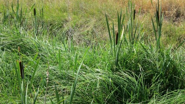 ep juncos vegetacionhumedales