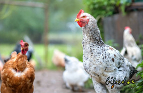 1630927638 pienso ecologico gallinas bifeedoo