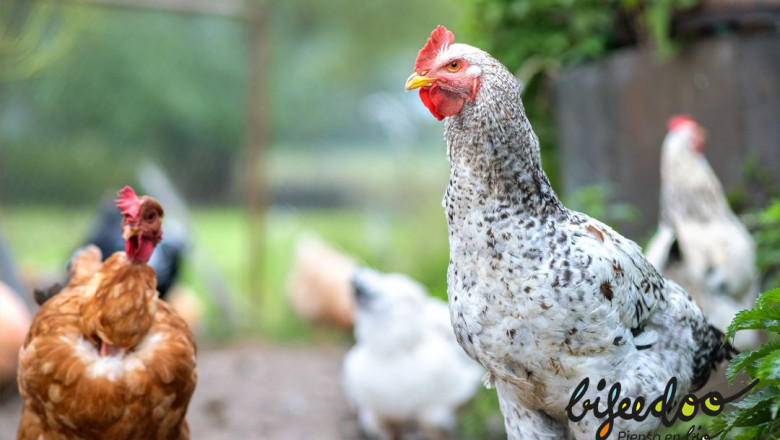 1630927638 pienso ecologico gallinas bifeedoo