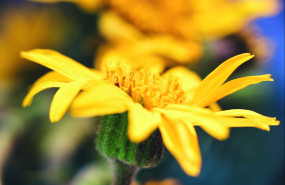 arnica montana 