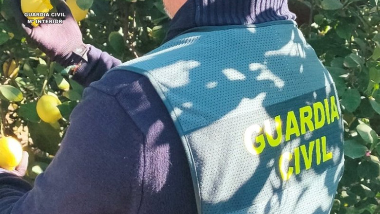 ep agente de la guardia civil en un campo de limones ep agente de la guardia civil en un campo de limones