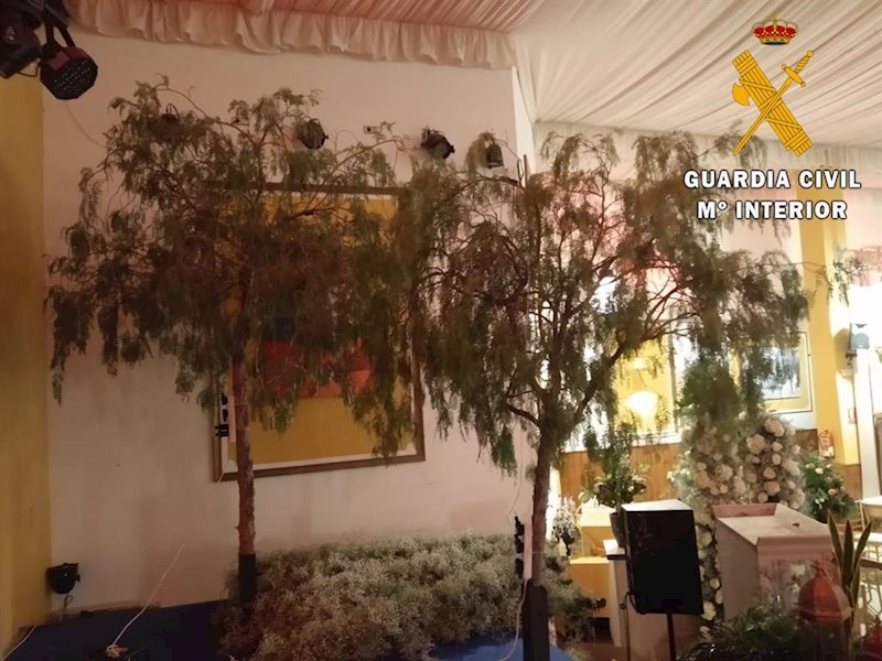 ep arboles cortados en benahadux para decorar un salon de bodas ep arboles cortados en benahadux para decorar un salon de bodas