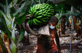 ep archivo   un agricultor lleno de ceniza recoge una pina de platanos antes de que la lava del
