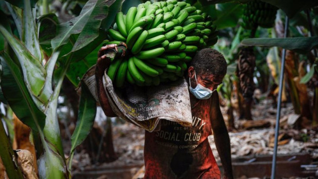 ep archivo   un agricultor lleno de ceniza recoge una pina de platanos antes de que la lava del