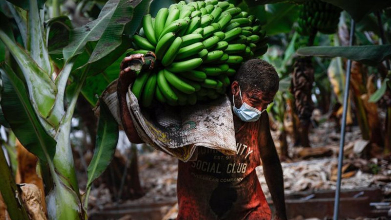 Archivo - Un agricultor lleno de ceniza recoge una piña de plátanos, antes de que la lava del volcán de Cumbre Vieja llegue a las plantaciones, | Kike Rincón - Europa Press - Archivo ep archivo un agricultor lleno de ceniza recoge una pina de platanos antes de que la lava del