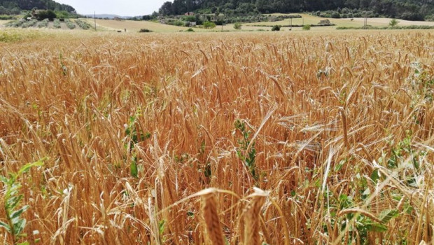 ep campos de cultivo en el pla de mallorca