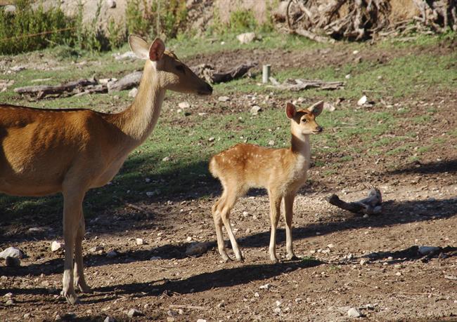 La barasinga nacida este verano | TERRA NATURA BENIDORM ep la barasinga nacidaverano