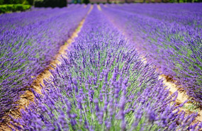lavender flowers g1db73be64 1280