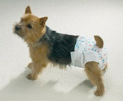 1582888668 perro pa ales