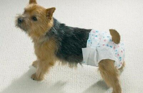 1582888668 perro pa ales