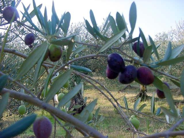 Aceitunas en un olivo | UPA/Archivo ep aceitunasun olivo