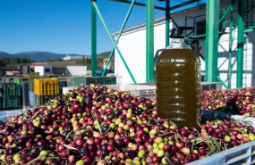 ep archivo   una garrafa de aceite sobre cientos de aceitunas