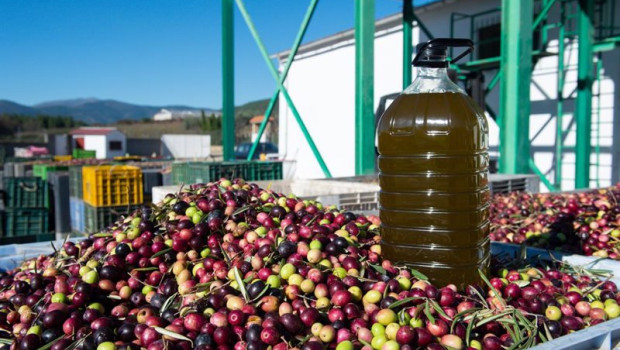 ep archivo   una garrafa de aceite sobre cientos de aceitunas