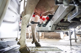ep archivo   una maquina de ordeno ordena a una vaca en la granja lacturale a 3 de abril de 2022 en