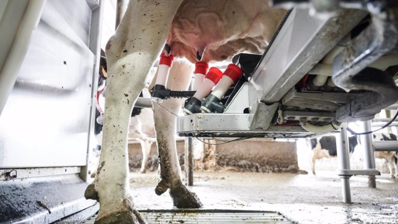 Archivo - Una máquina de ordeño ordeña a una vaca en la granja Lacturale, a 3 de abril de 2022, en Etxebarri, Navarra, (España). El grupo Sociedad Agraria de Transformación (S.A.T.) Lacturale es un proyecto de ganaderos de Navarra que tiene como objetivo | Iñaki Berasaluce - Europa Press - Archivo ep archivo una maquina de ordeno ordena a una vaca en la granja lacturale a 3 de abril de 2022 en