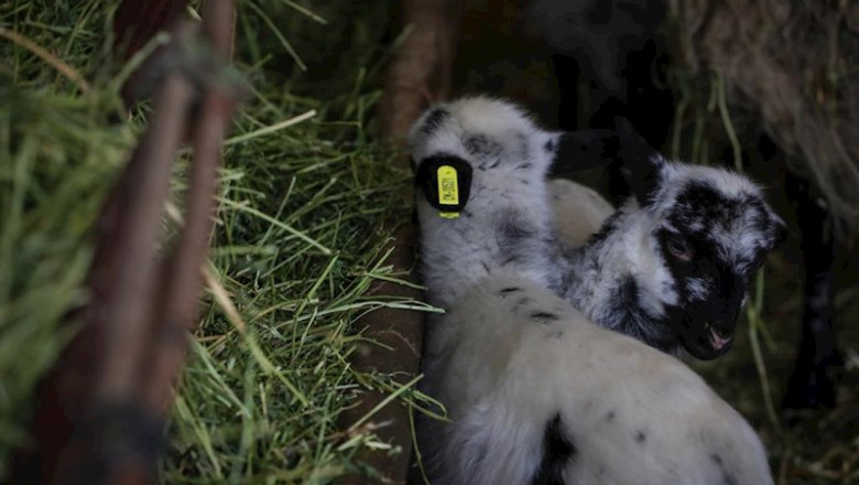 ep corderos del centro de ganado ovino del instituto madrileno de investigacion y desarrollo rural