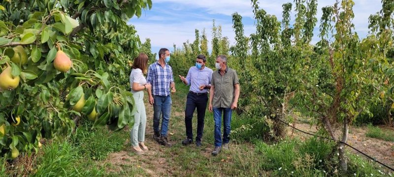 ep el consejero antonio luengo durante su visita a una parcela de produccion de pera dop de jumilla ep el consejero antonio luengo durante su visita a una parcela de produccion de pera dop de jumilla