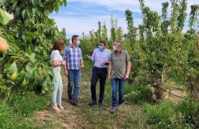ep el consejero antonio luengo durante su visita a una parcela de produccion de pera dop de jumilla