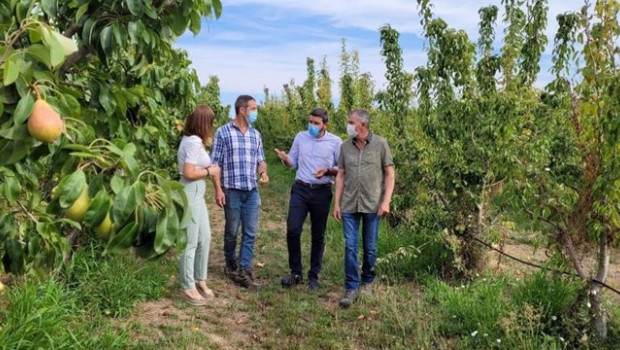 ep el consejero antonio luengo durante su visita a una parcela de produccion de pera dop de jumilla