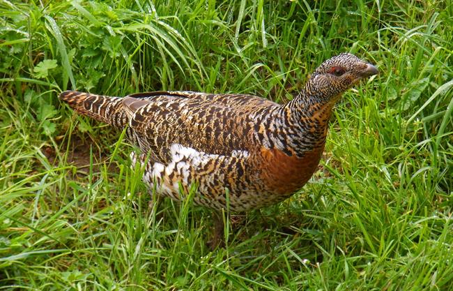 Hembra de Urogallo cantábrico | FUNDACIÓN BIODIVERSIDAD ep hembraurogallo cantabrico