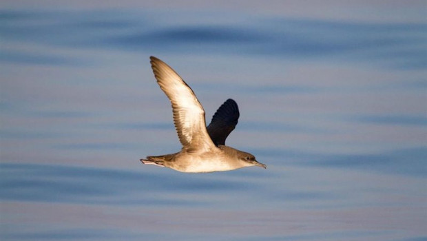 ep la pardela balear una especie endemica en espana esta en peligro de extincion