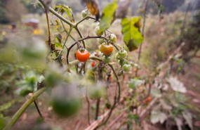 ep archivo   tomates en la planta
