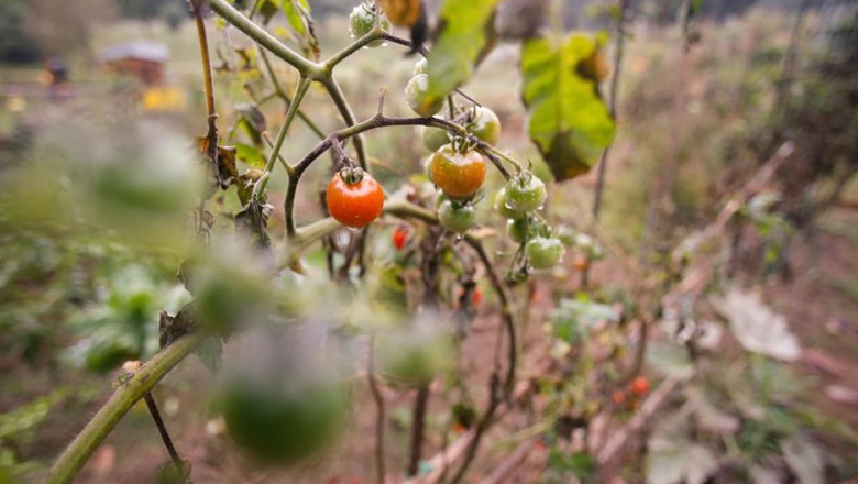 ep archivo   tomates en la planta