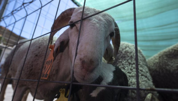 ep archivo un cordero en un matadero durante el eid al adha la pascua del cordero ep archivo un cordero en un matadero durante el eid al adha la pascua del cordero