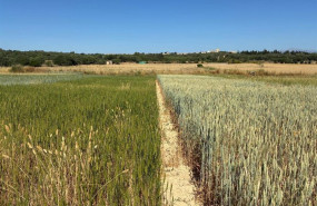 ep campos de cebada mallorquina