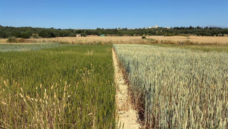 ep campos de cebada mallorquina