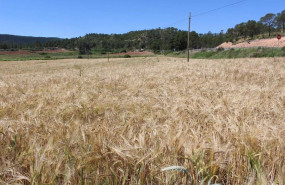 ep cultivo cereales