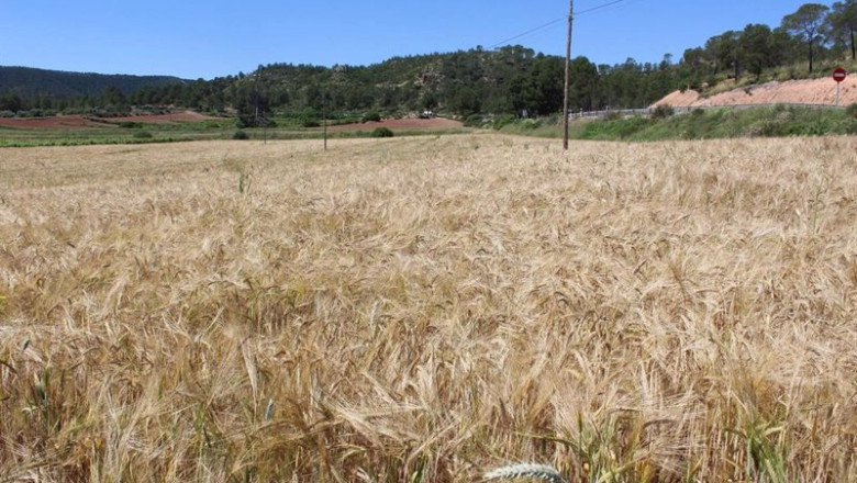 ep cultivo cereales ep cultivo cereales