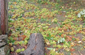 ep danos en sotos de castanos en viana do bolo ourense