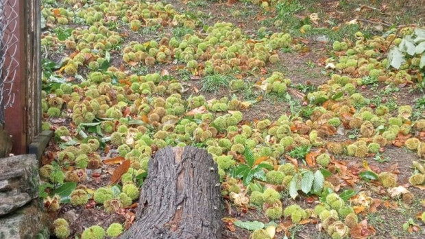 ep danos en sotos de castanos en viana do bolo ourense ep danos en sotos de castanos en viana do bolo ourense