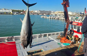 ep levanta de atun rojo en la almadraba de barbate la primera en hacerlo en la provincia de cadiz