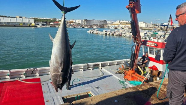 ep levanta de atun rojo en la almadraba de barbate la primera en hacerlo en la provincia de cadiz