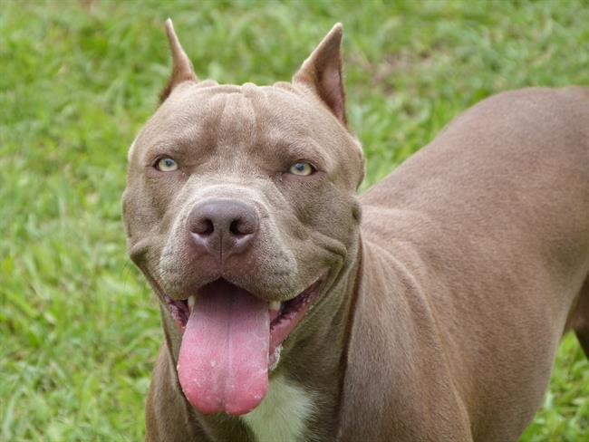 Pitbull | FLICKR ep pitbull