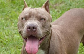 ep pitbull