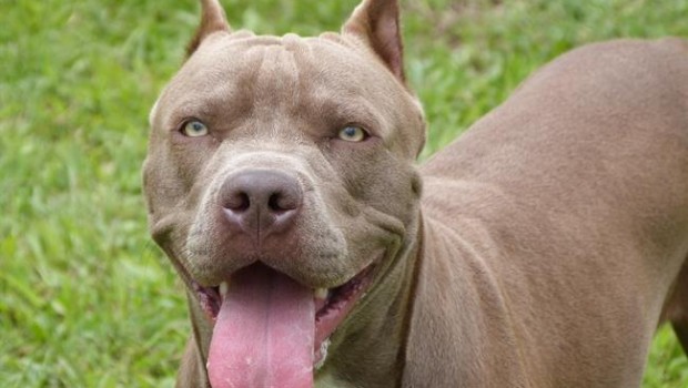 ep pitbull
